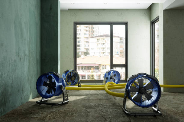 Best Mold removal after water damage  in St Martins, MO
